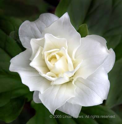 Double Showy Trillium - Trillium grandiflorum f. petalosum
